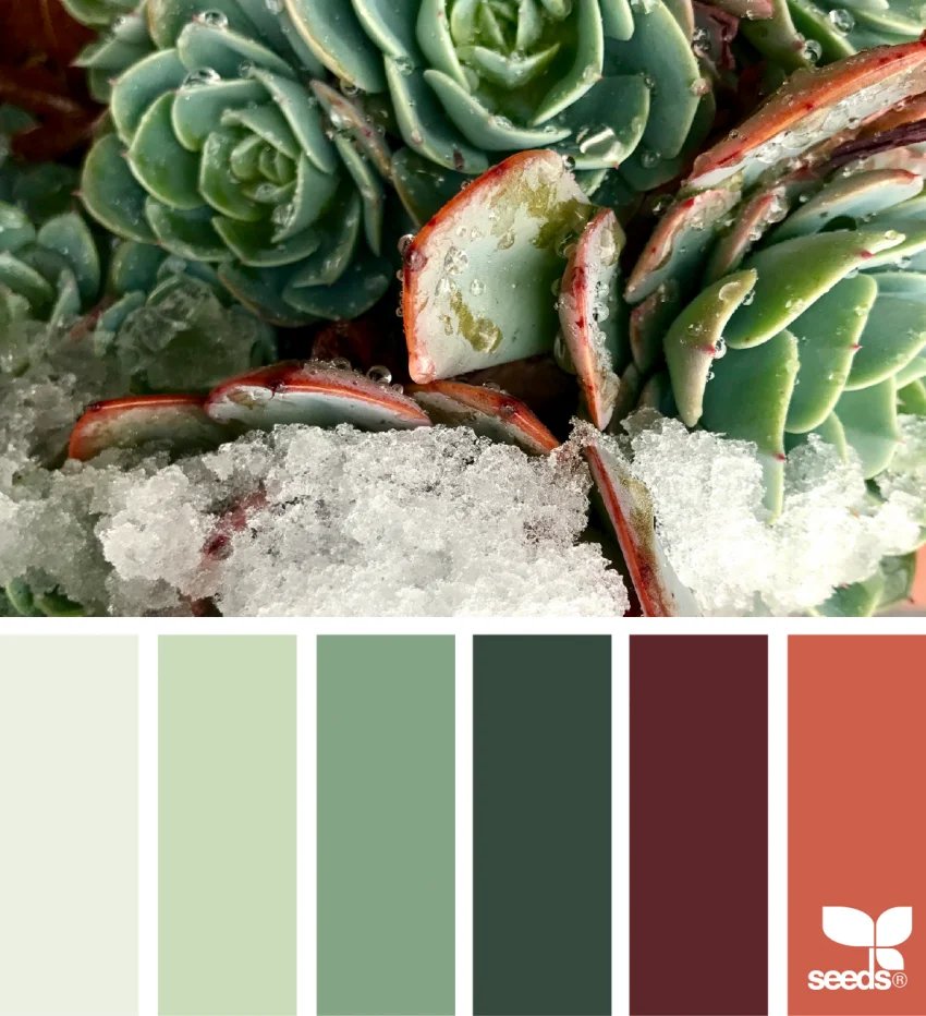 Holiday Succulents color palette